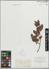 Foto von Salix lapponum L. x Salix silesiaca Willd.